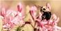 "Bee Close Up" by Tyler Fortier: Honorable Mention - Adult.<em><span style=font-size:9pt;>&nbsp;Credit: Tyler Fortier</span></em>