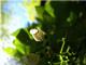 "Light Flower" by Sarah French:
Honorable Mention - Children.<em><span style=font-size:9pt;>&nbsp;Credit: Sarah French</span></em>