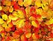 "Sweet November Color" by Carley Dolan: Honorable Mention - Teen.
<em><span style=font-size:9pt;>&nbsp;Credit: Carley Dolan</span></em>