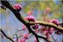 "Cheery Blossoms" by Aiyana Dietel: Honorable Mention - Teen.
<em><span style=font-size:9pt;>&nbsp;Credit: Aiyana Dietel</span></em>