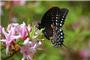 "Butterfly Kisses" by Kathleen Scovish: 2nd Place - Adult.<em><span style=font-size:9pt;>&nbsp;Credit: Kathleen Scovish</span></em>