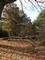 It was a spectacular foliage season... before Hurricane Sandy blew all the leaves to the ground.<em><span style=font-size:9pt;>&nbsp;Credit: Bettina Weiss '15</span></em>