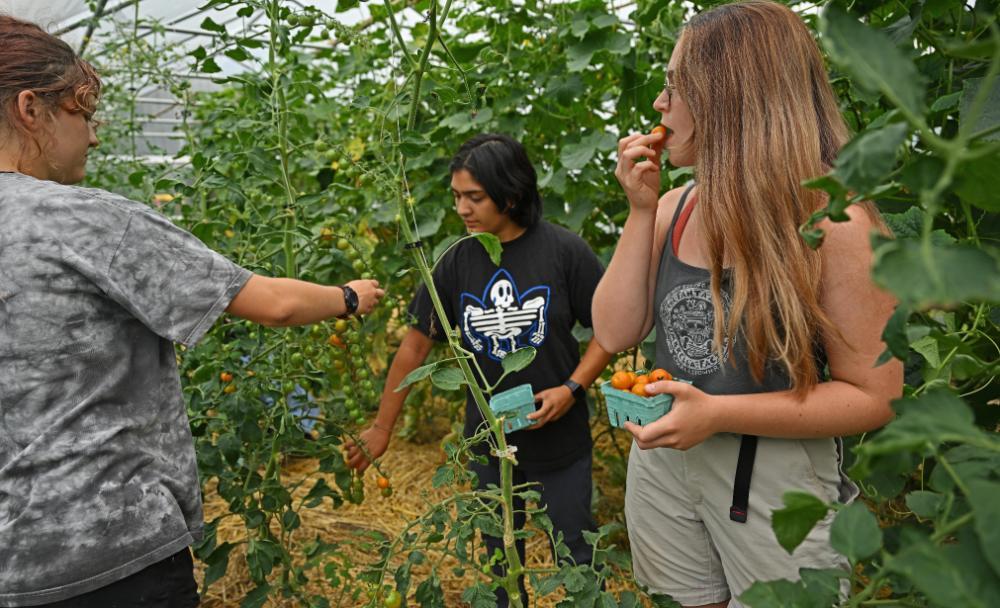 Students harvesting cherry tomatoes in the Sprout Garden
