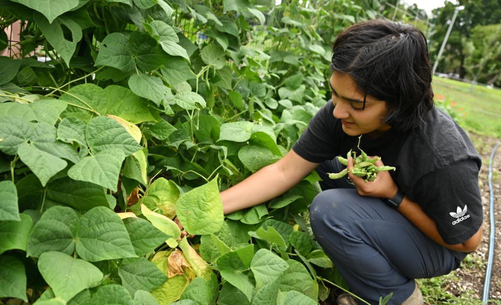 Student harvesting beans in the Sprout Garden