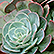 A photo of a succulent plant.