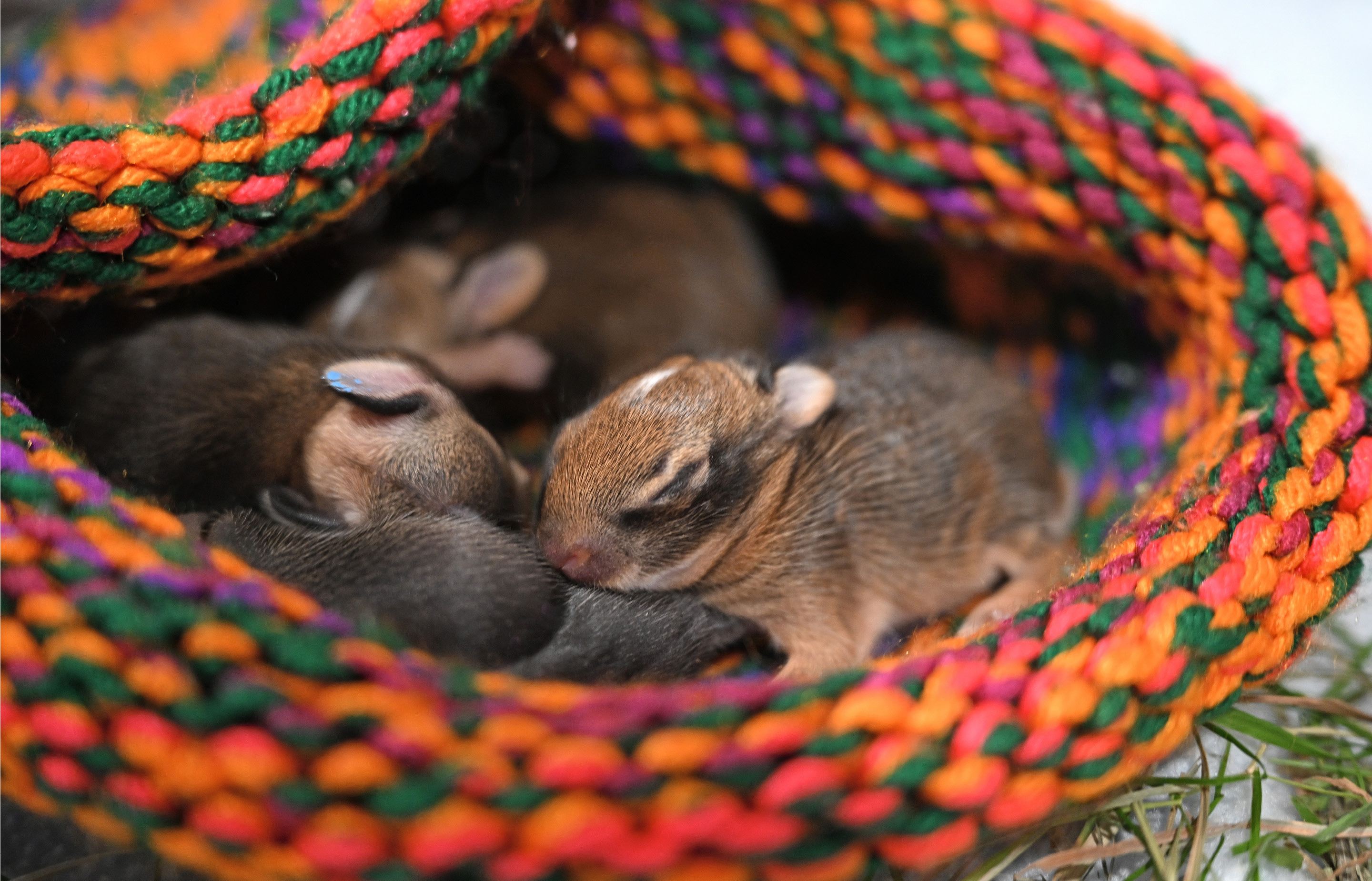 Baby Rabbits