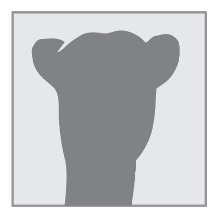 CamleHeadshot-02