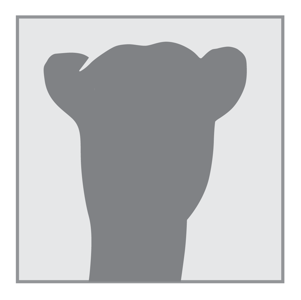 Camel greyscale headshot