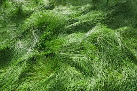 Cro Boulevard landscaping grass