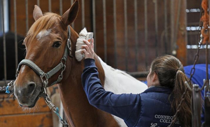 Student brushing a horse