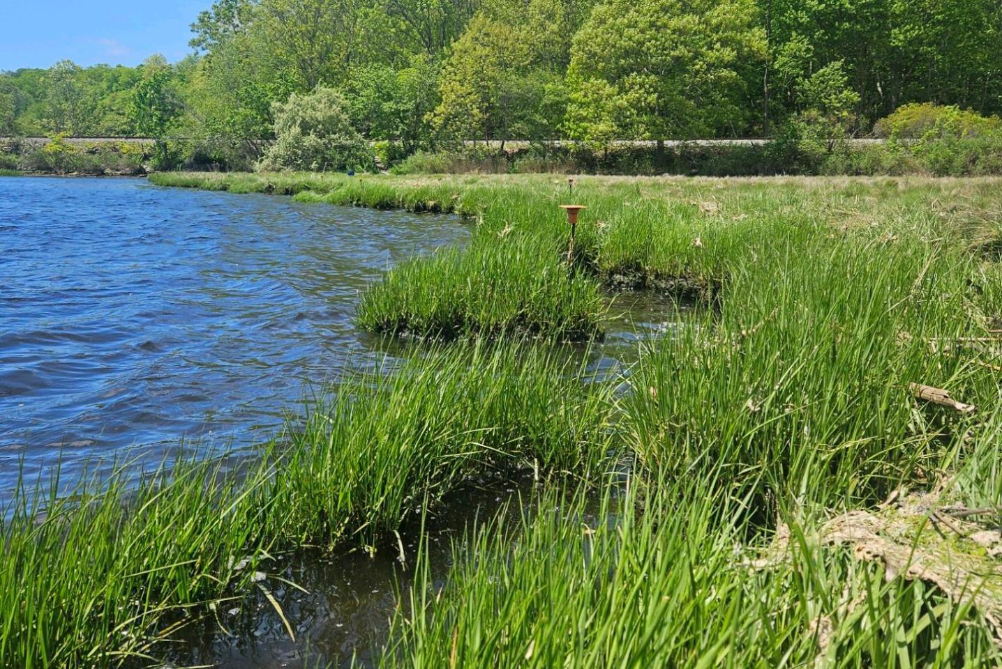 Image of Mamacoke marsh edge loss spring 2024