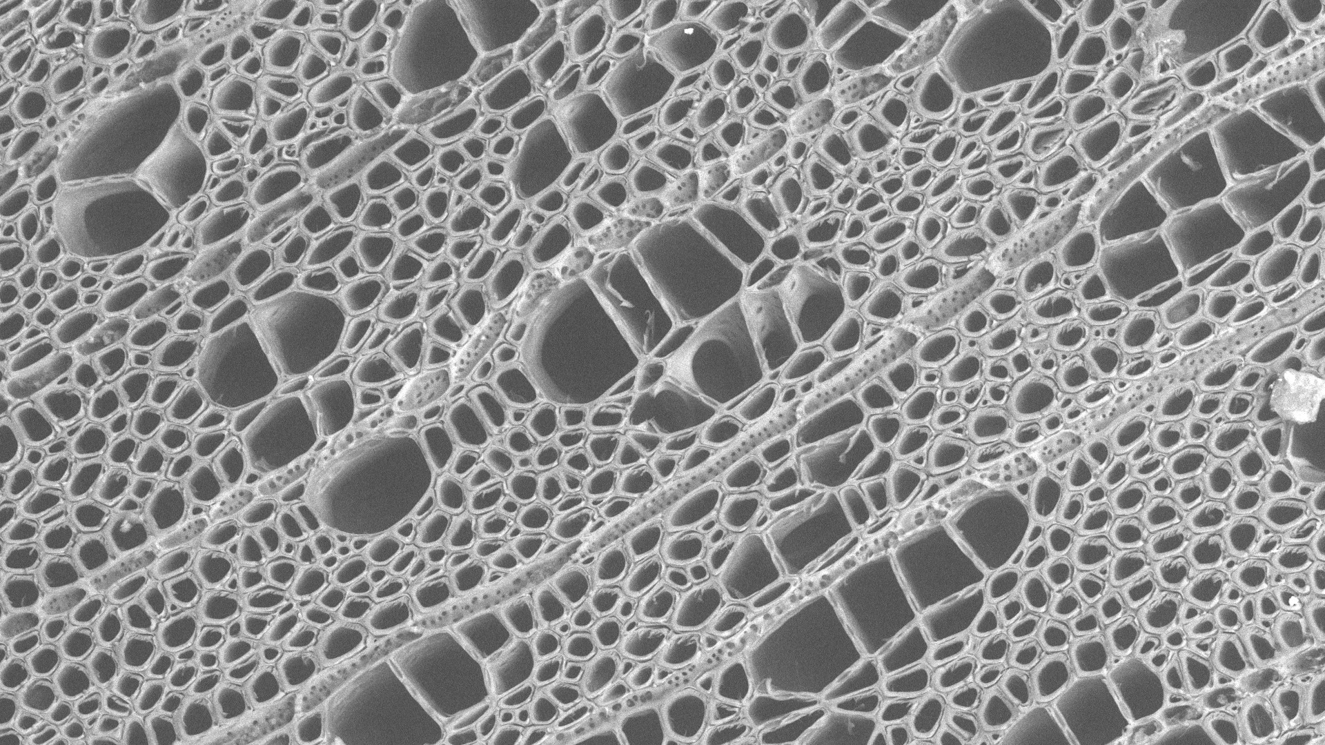 Abnormal clusters of vessels in the model tree Populus magnified 250 times using the scanning electron microscope Conn is buying with the NSF grant money. The sample came from Associate Professor of Botany Rachel Spicer's research.