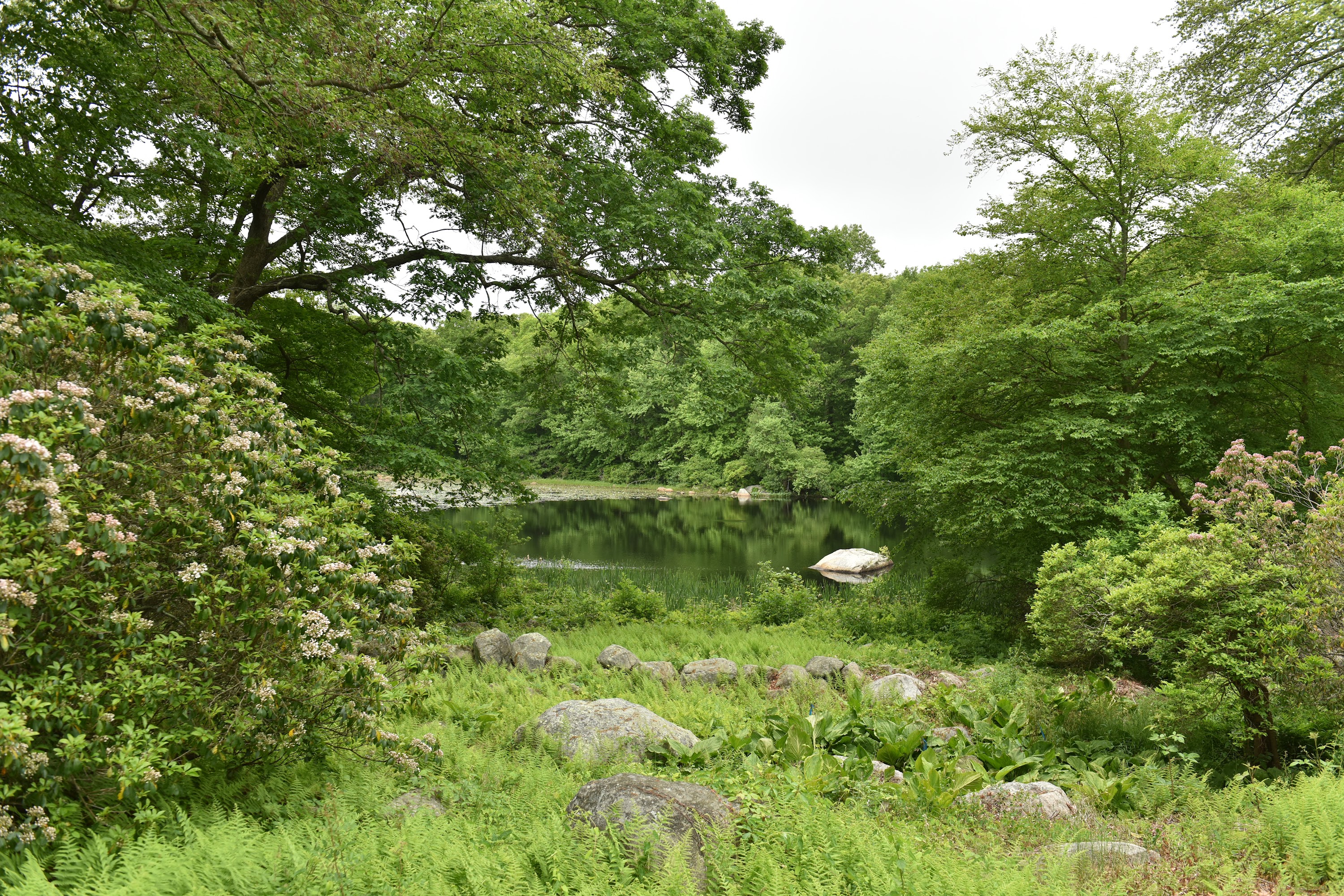 The arboretum pond mid-summer