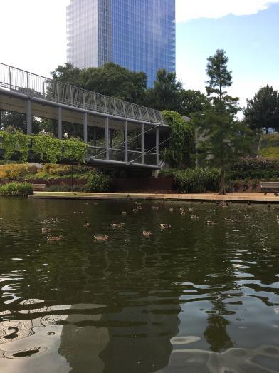  Ducks on a pond at the Myriad Botanical Gardens in Oklahoma City