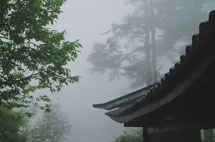 Rooftop and trees in the fog