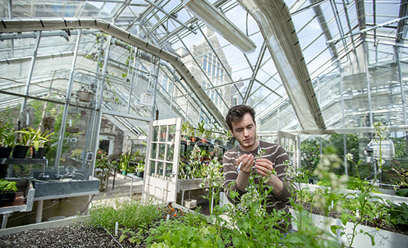 Student studying plants in Conn's greenhouse