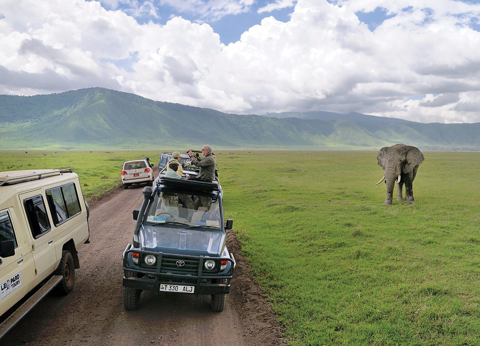 safari-tourism-elephant