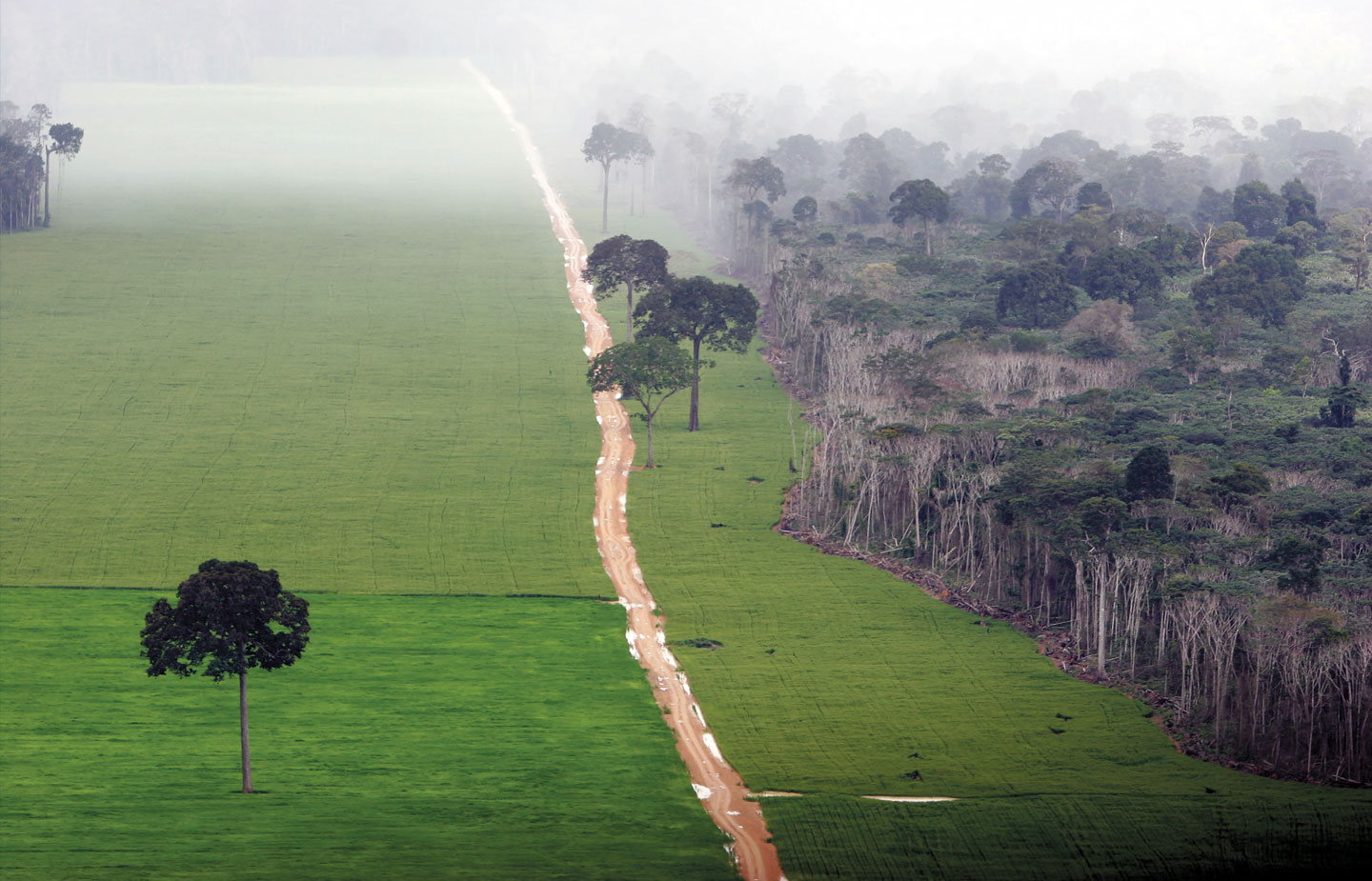 Image of a cleared forest in the Amazon jungle
