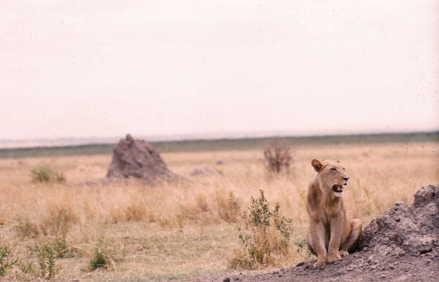 Lion sitting on a rock, mouth open