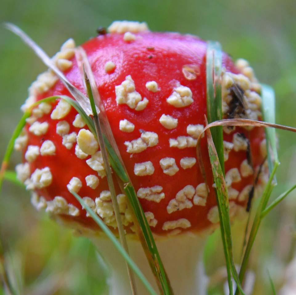Close up image of psychedelic mushroom