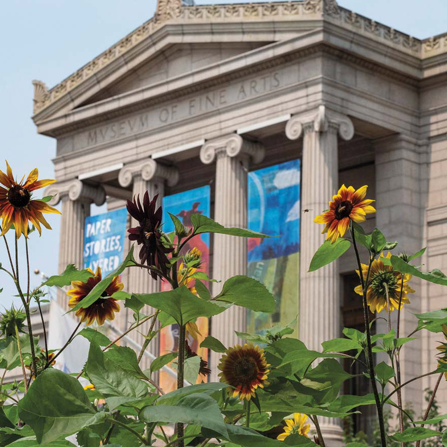 Sunflowers grow outside the Museum of Fine Arts in Boston, MA