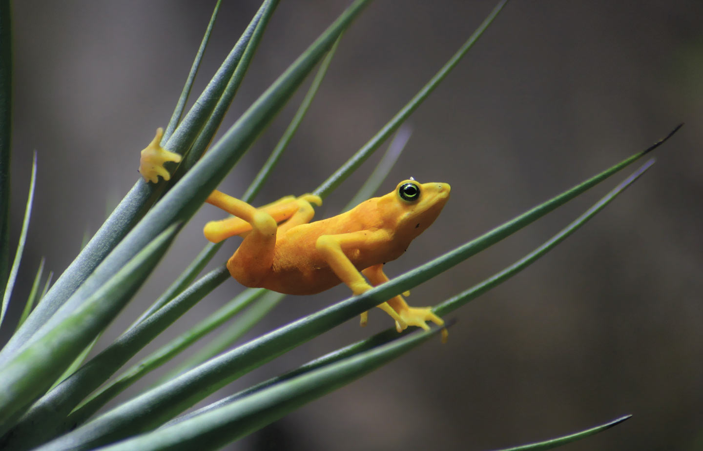 Image of a yellow tropical frog