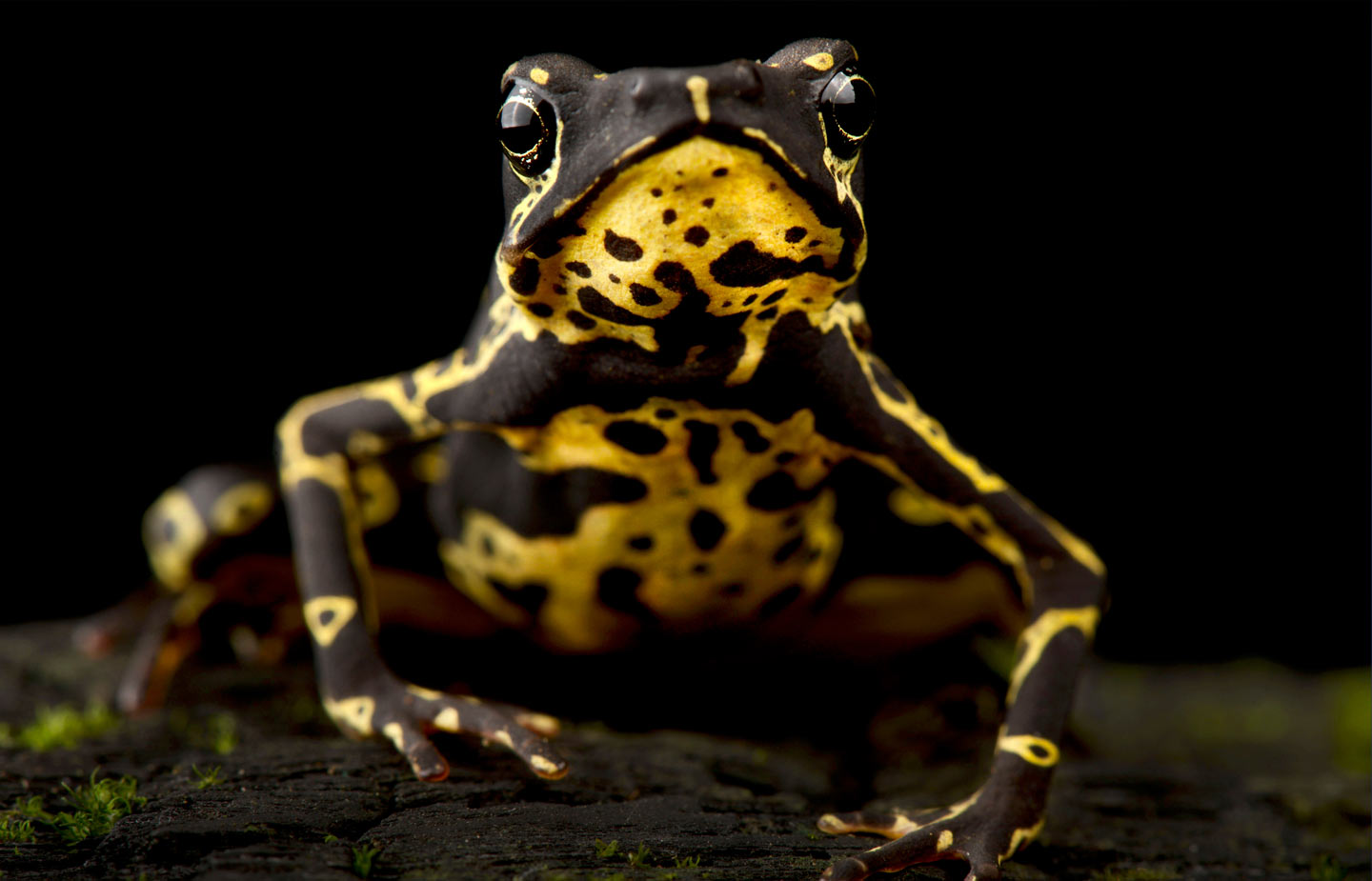 Image of a black and yellow tropical frog