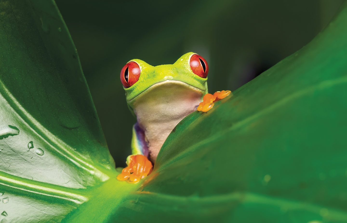 Image of a light green frog with red eyes on a leaf