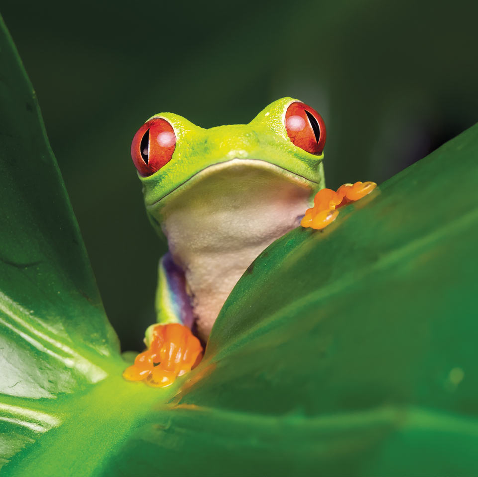 Image of a light green frog with red eyes on a leaf