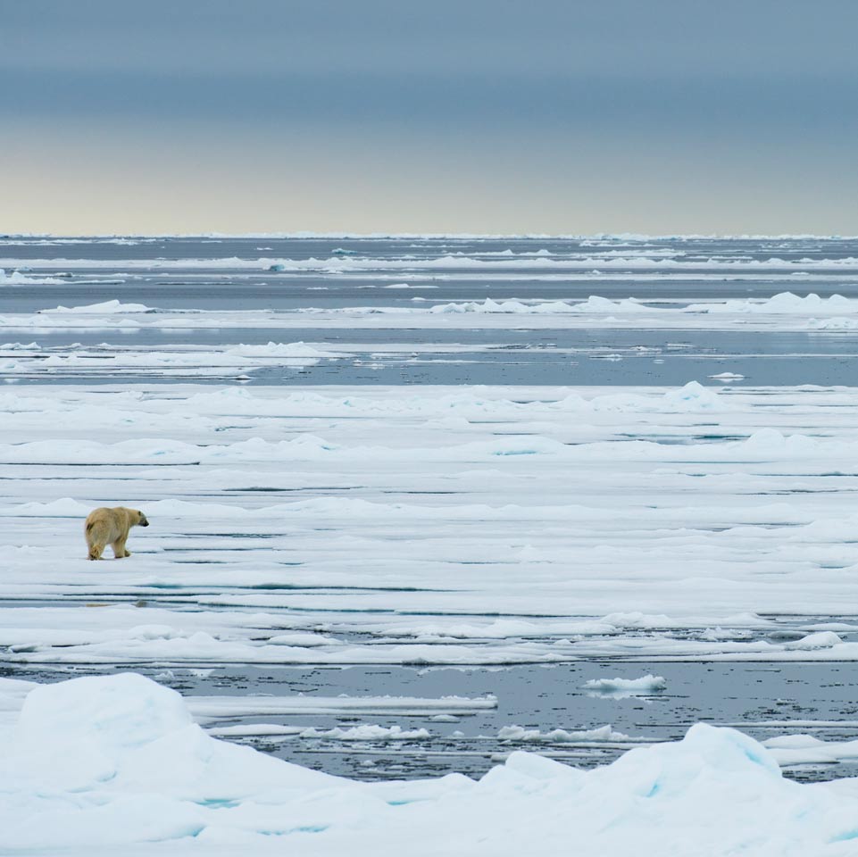 Expansive of view of icebergs in the Arctic with polar bear