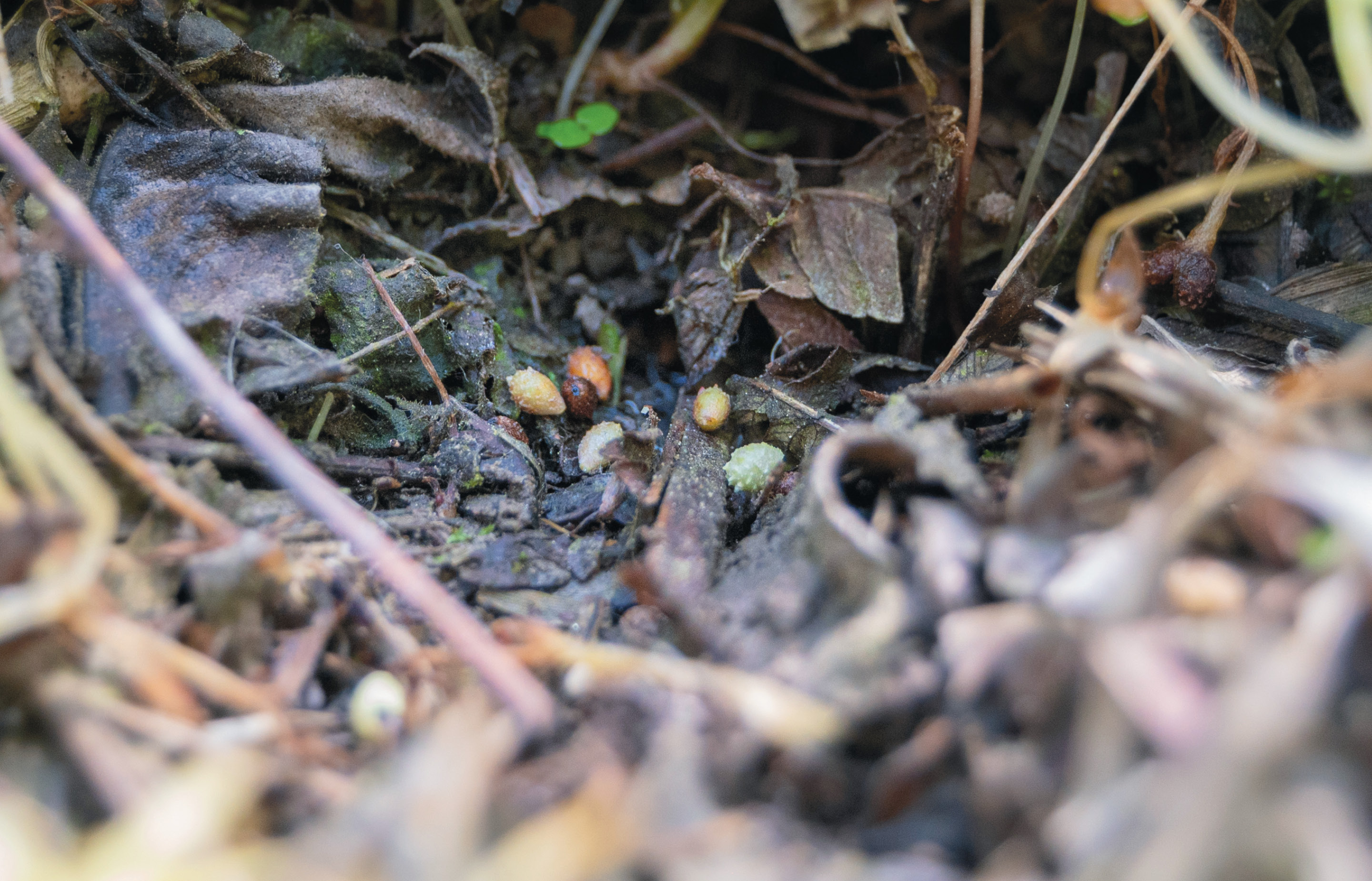 Seeds of false mermaid-weed