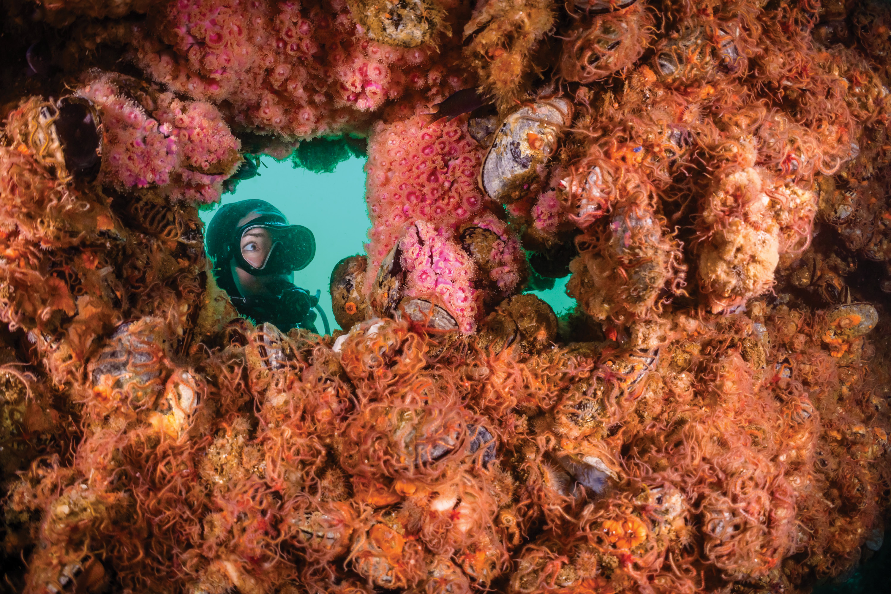 Emily Hazelwood ’11 looks through a coral reef under water.