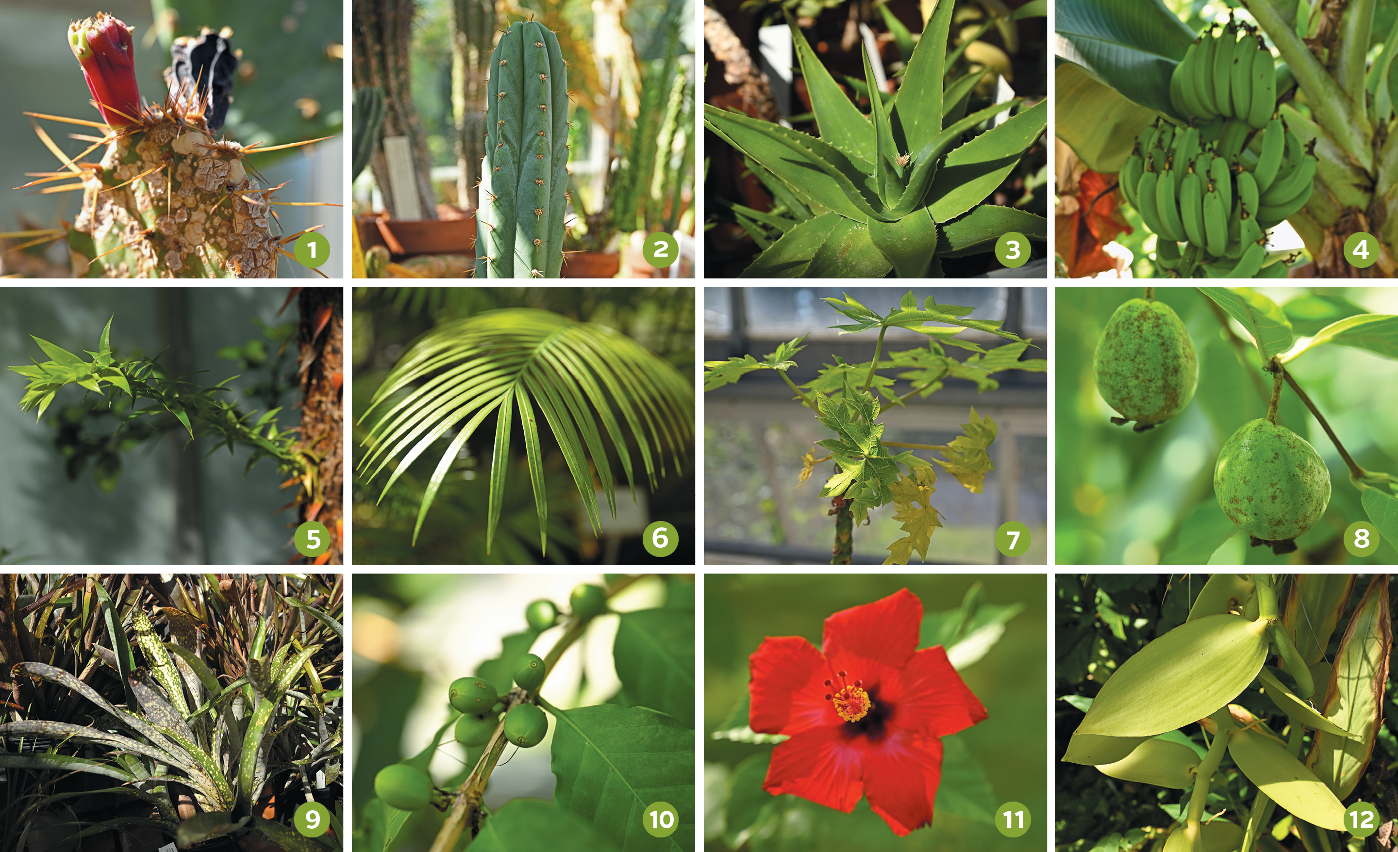 Various plants in the College's greenhouse