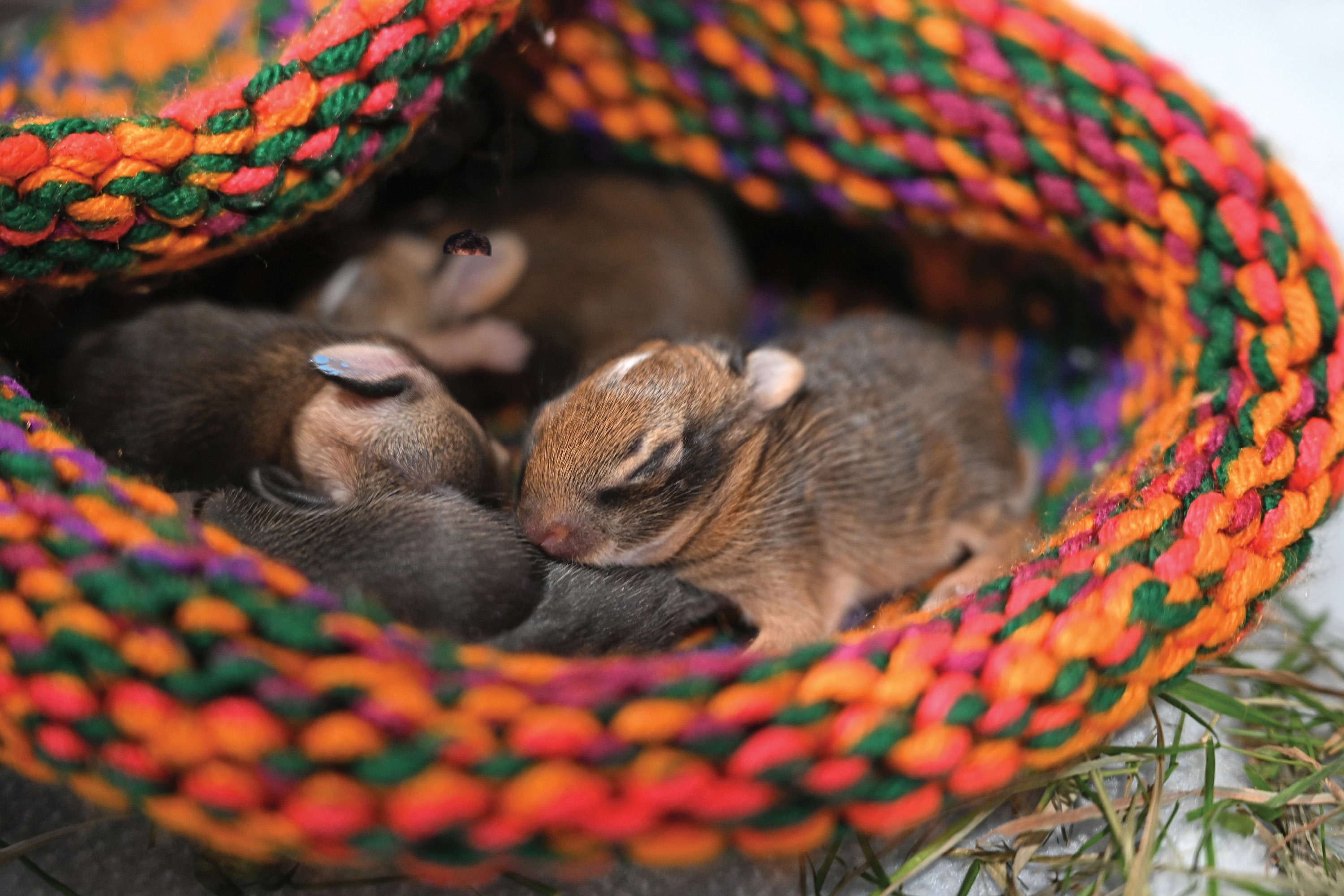 image of sleeping baby rabbits wrapped in a multi-colored knitted blanket