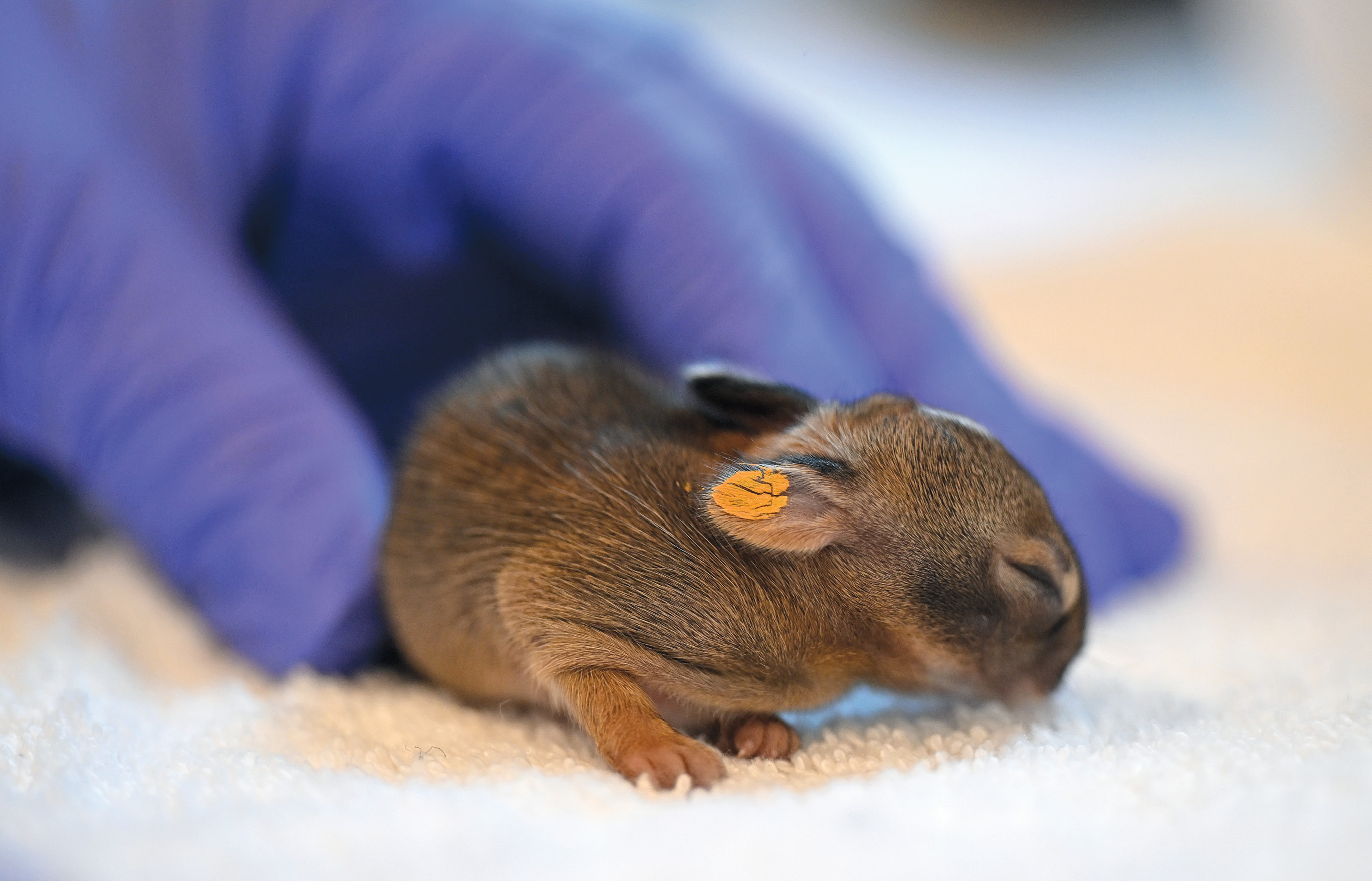 Close-up of a baby rabbit held by Patty Reilly ’75