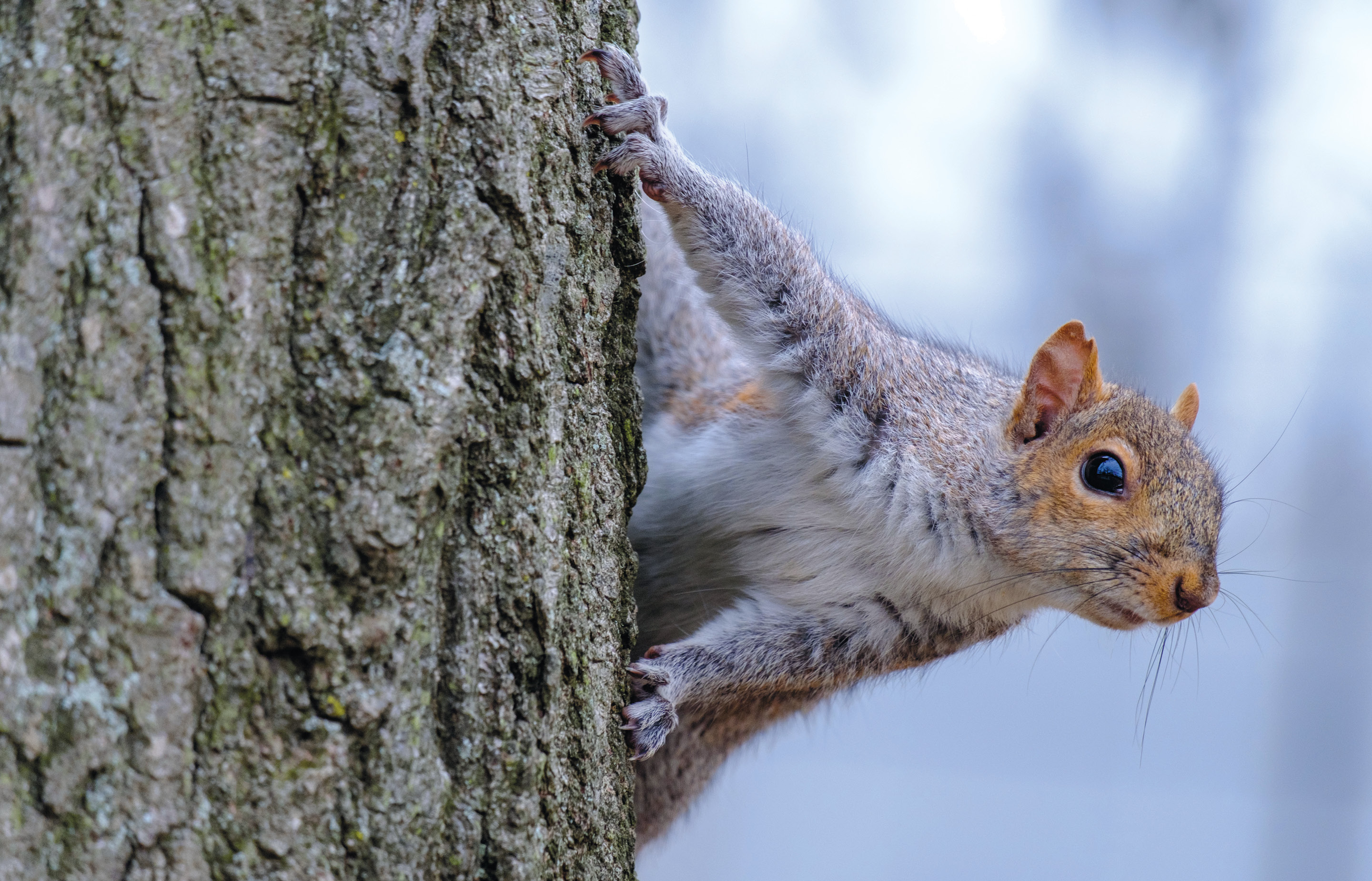 Image of a squirrel hanging on to a tree truck