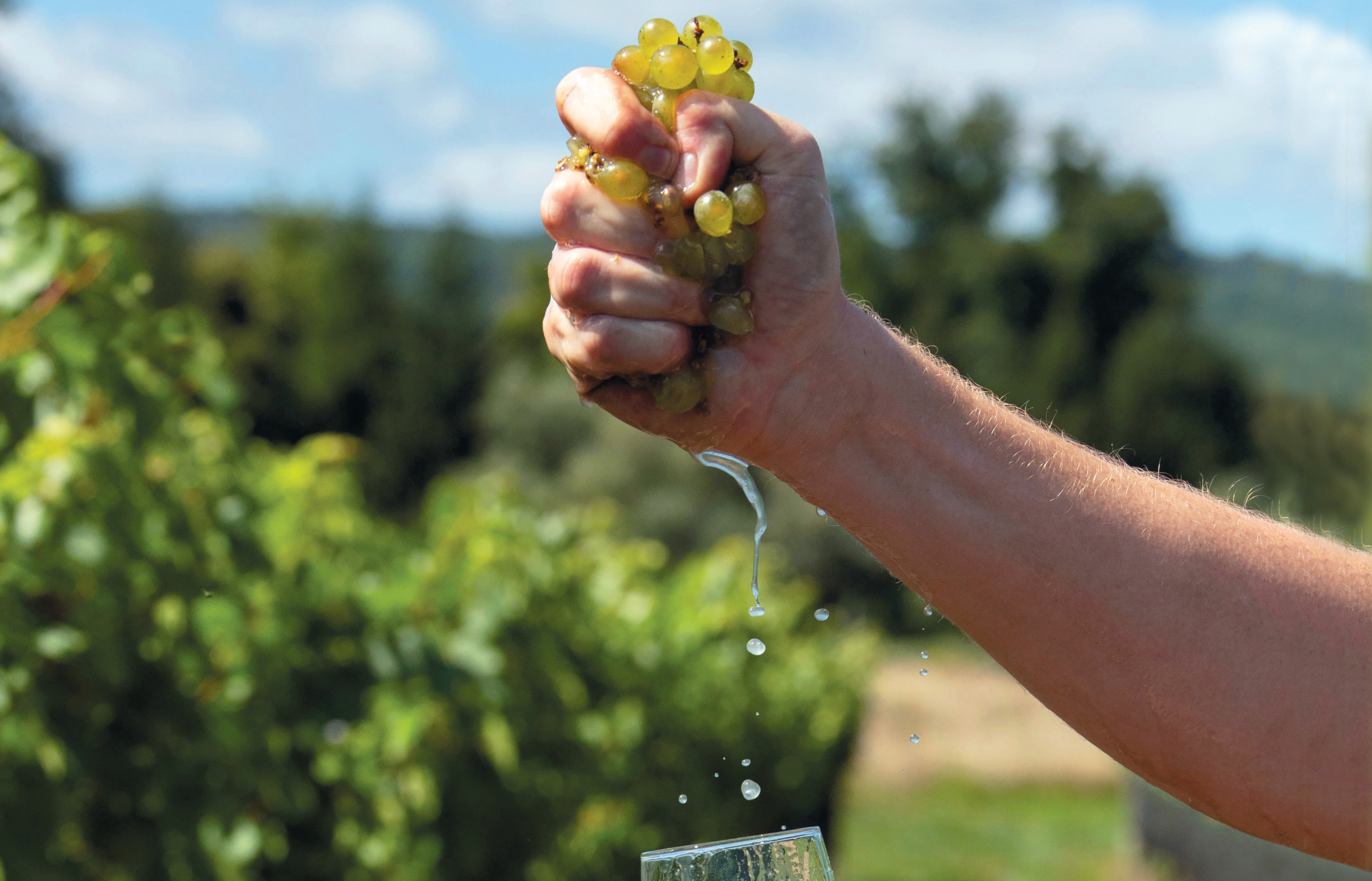 Image of hand squeezing fresh green grapes in a vineyard