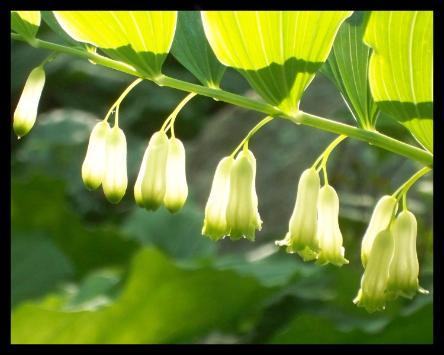 Solomon's Seal flowers in sunlight