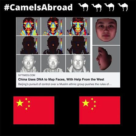 A Camels Abroad instagram post