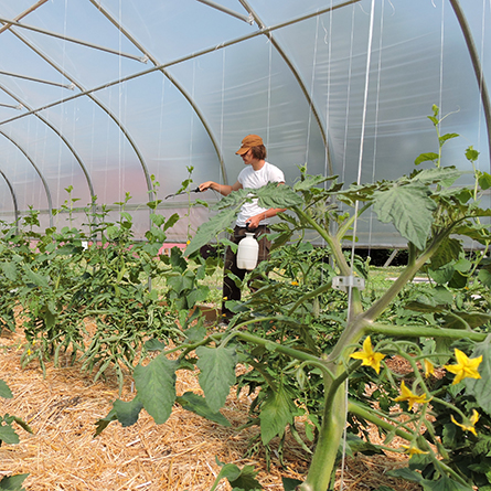 Nicolas Phelps ’24 works in a Sprout Garden greenhouse. 