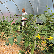 A student waters plants inside the Sprout Garden greenhouse.