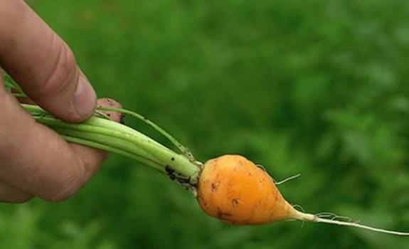 Carrot grown in Sprout Garden