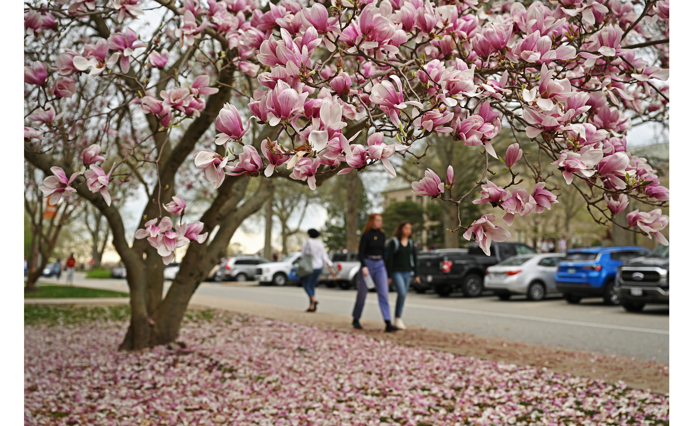 Students play touch football on Tempel Green