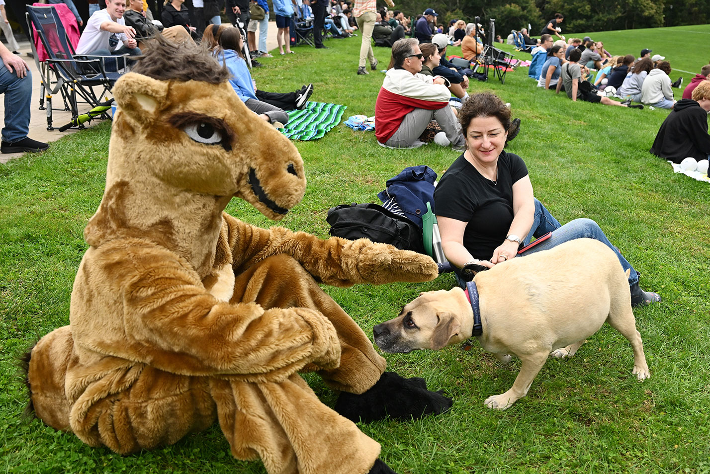 A dog sniffs the camel mascot at Fall Weekend 2023