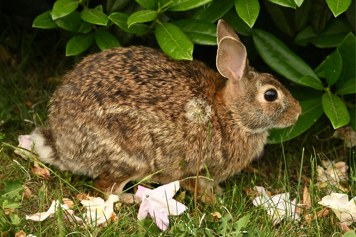 A rabbit loiters on Larrabee Green