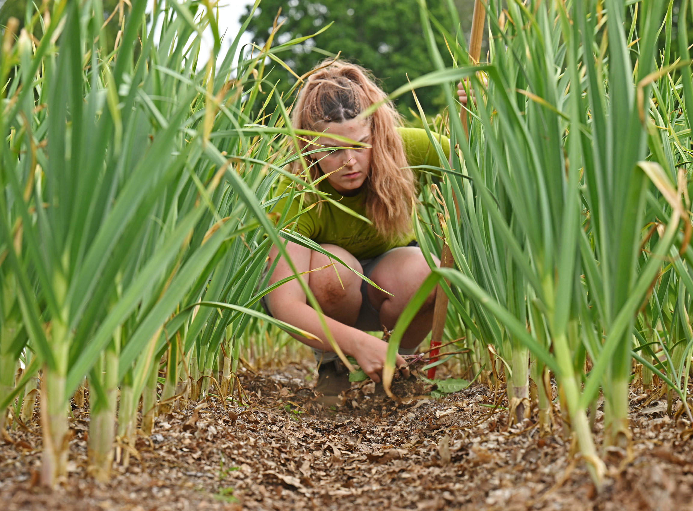 A student weeds in the Sprout Garden.