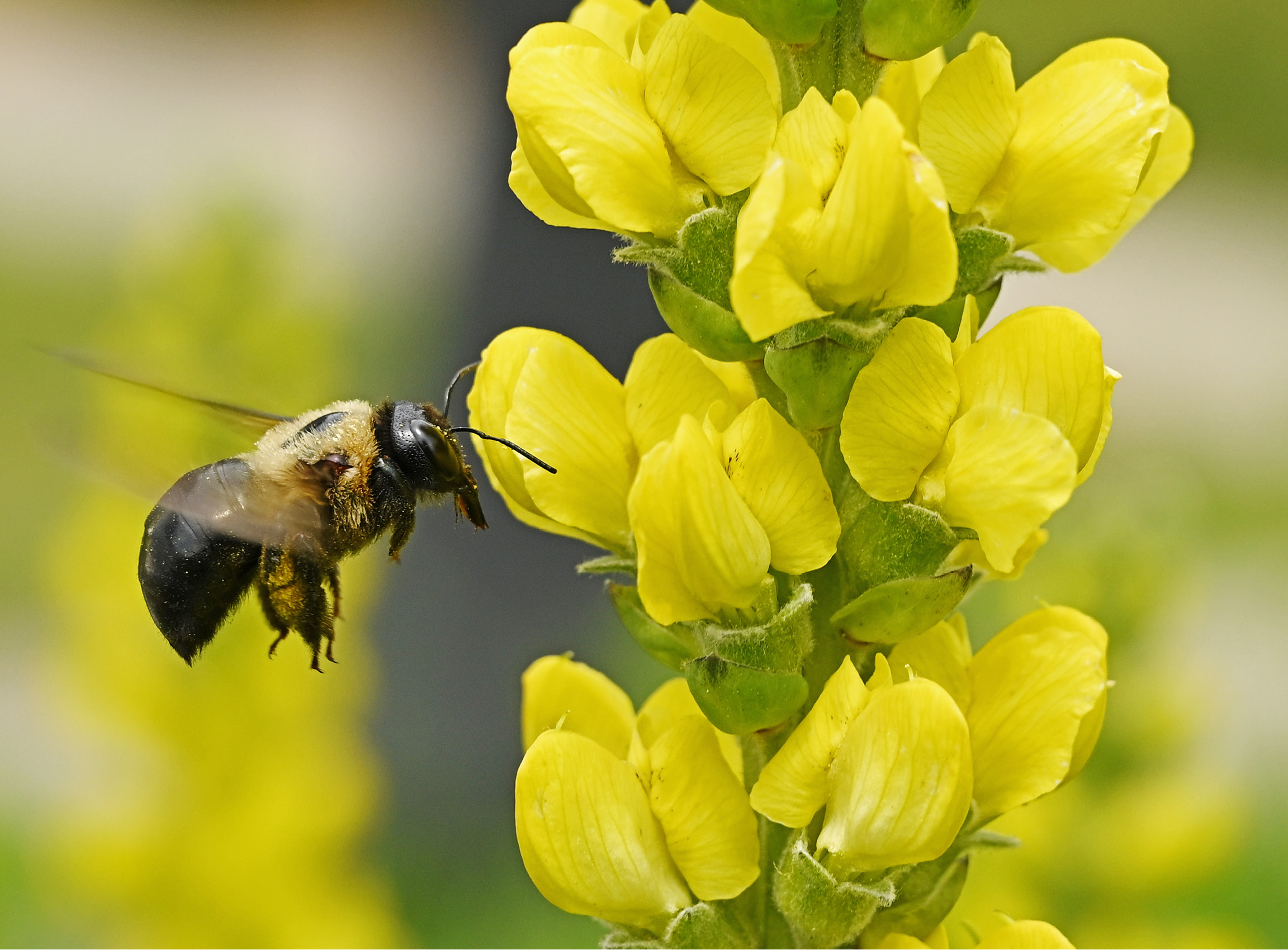 Closeup of a bumble bee on a yellow flower