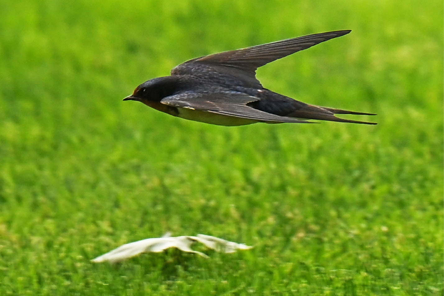 Close up of bird flying on campus