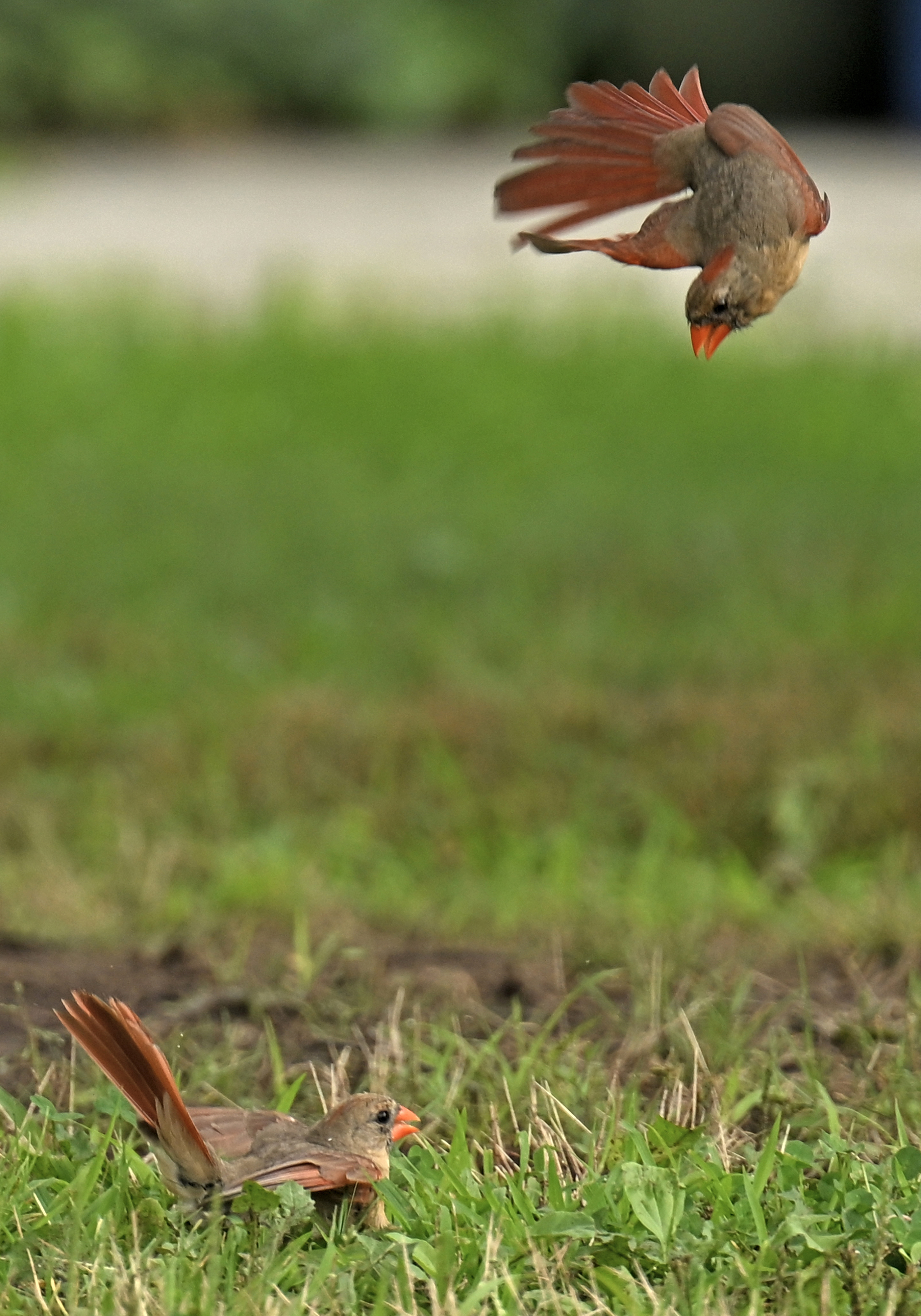 A pair of cardinals fly around each other near the ground.