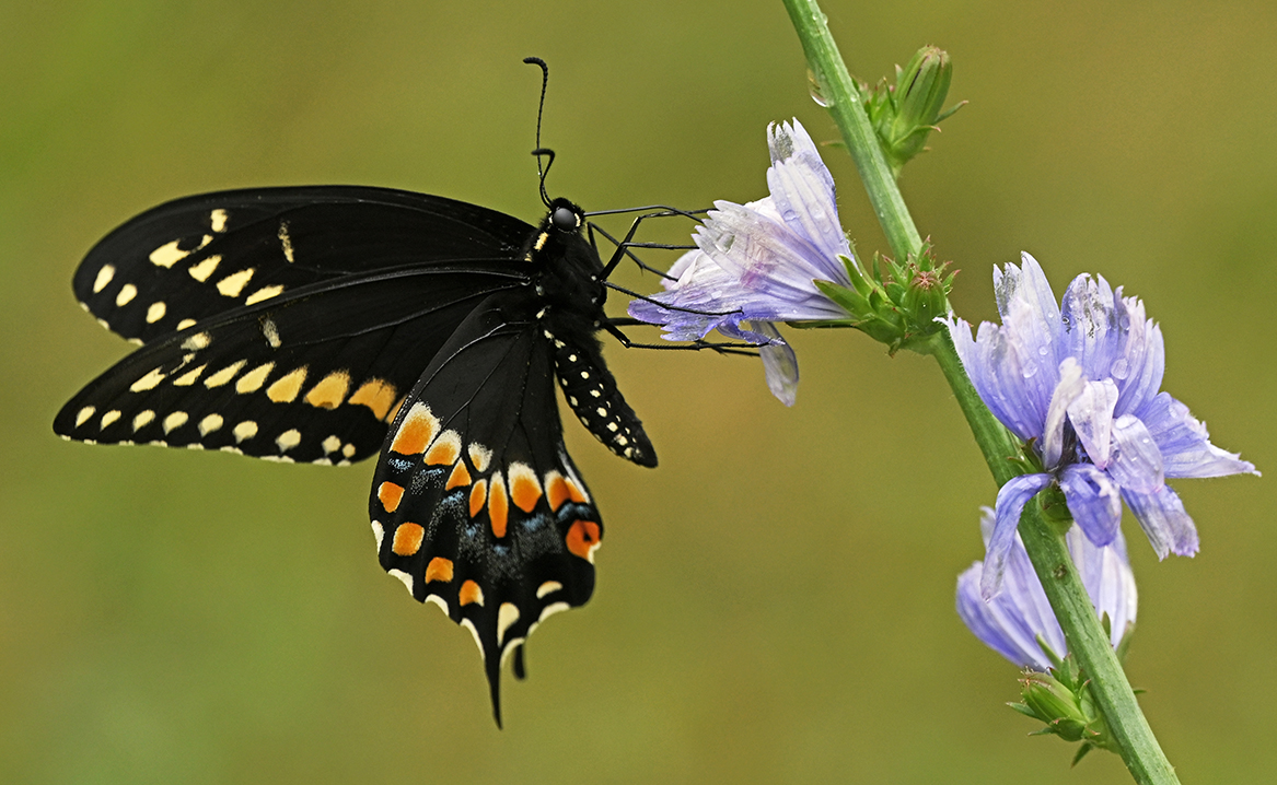 a butterfly perches on a flower blossom